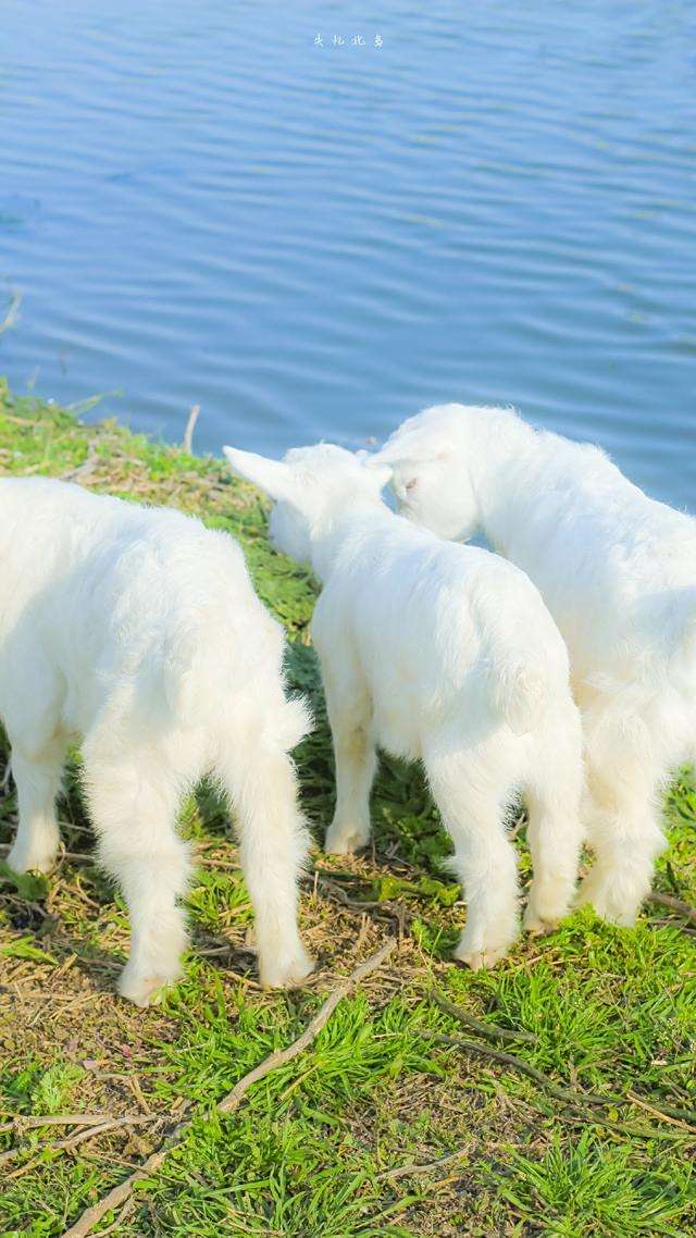假期去动物园也是一种不错的选择,这三只粉嫩小绵羊可爱吗