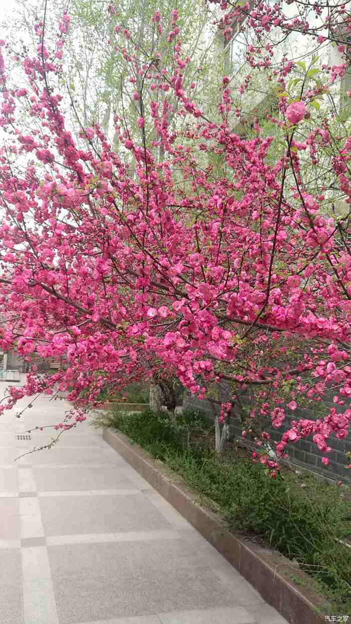 【我和春天的故事】花园的花真的开放了。