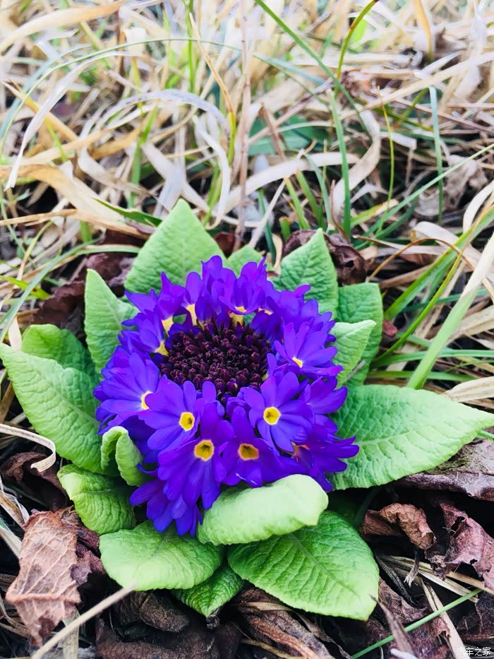 很漂亮的蓝色迎春花,蓝色的很少见,谷堆山顶有一个山头都是她的模样