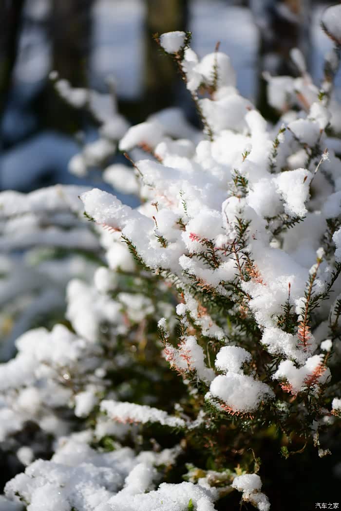 雪后的花园美美哒!积雪覆盖了很多植物