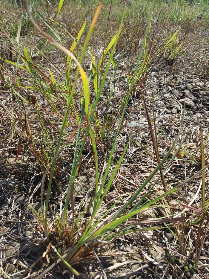 深秋悠然西风不识人间烟火