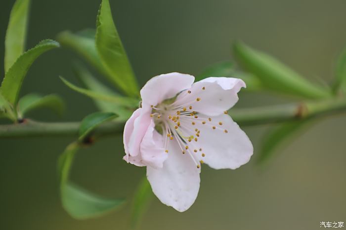 清新脫俗的花朵