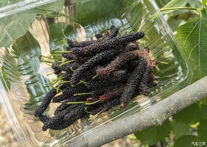 这么长的桑葚  是不是很诱人呢