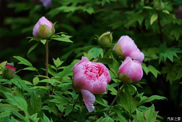 春暖花开到洛阳赏牡丹花