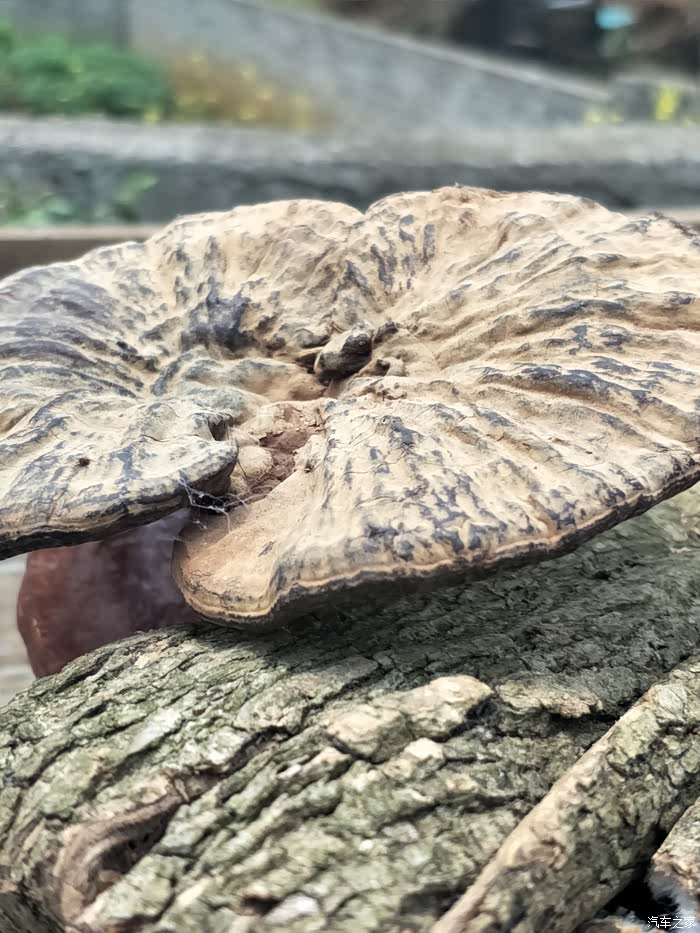 路边杂货摊里摆放着一颗硕大的灵芝草