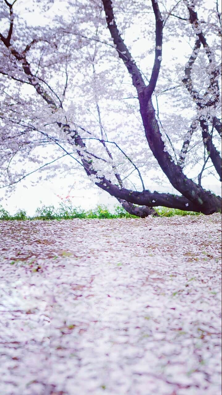 这次旅行不仅看见了樱花,而且还看见了极光,好棒.