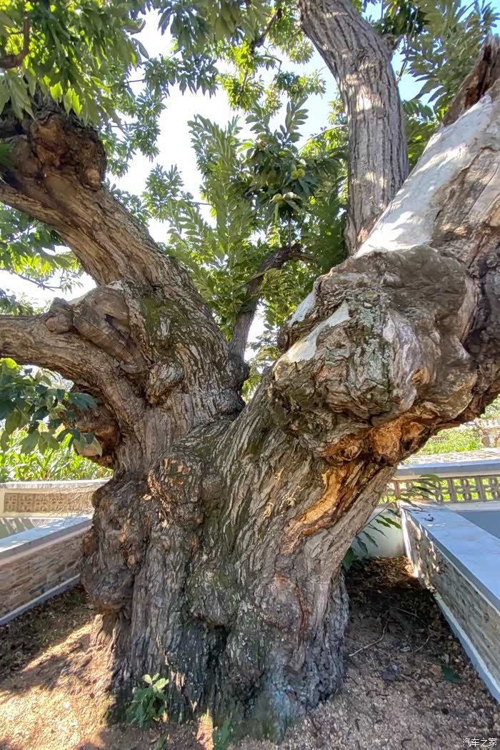 秦皇岛市青龙县千年板栗王国内发现的树围最粗的板栗树