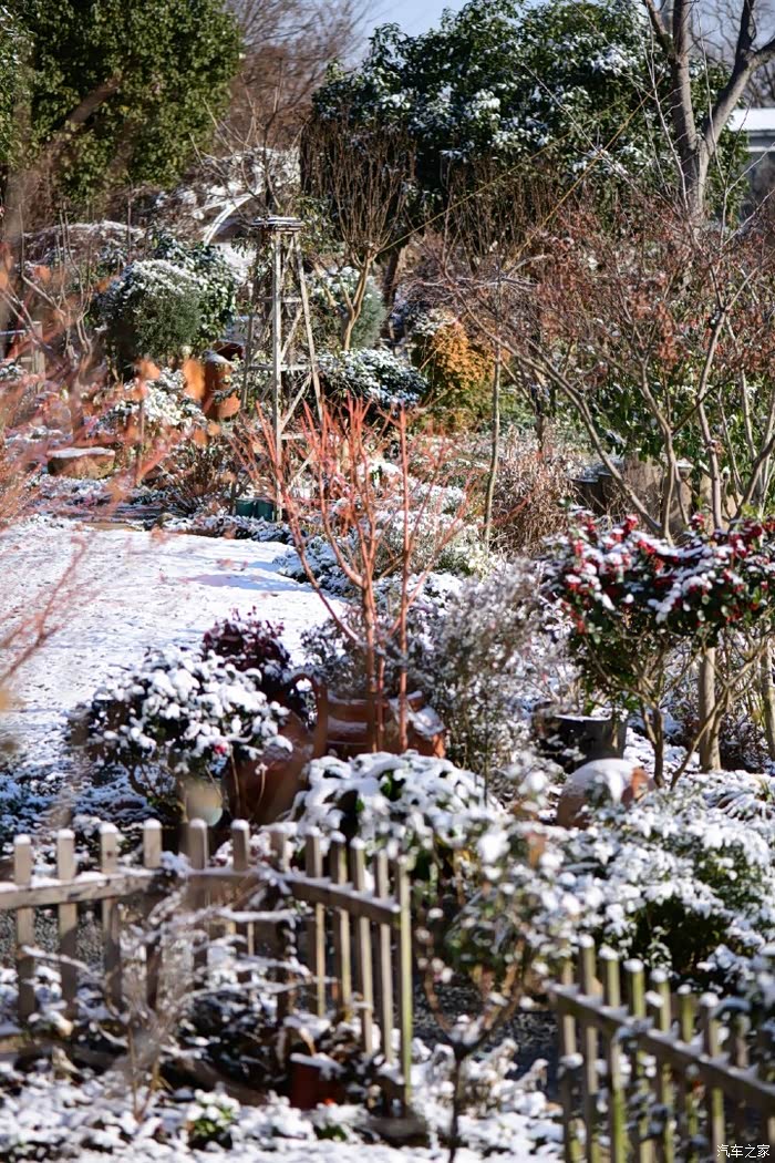雪后的花园美美哒!积雪覆盖了很多植物