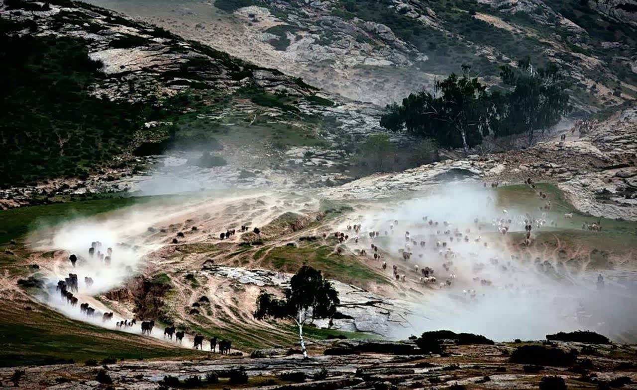 人间仙境伊犁的部落迁徙,壮观!唯美