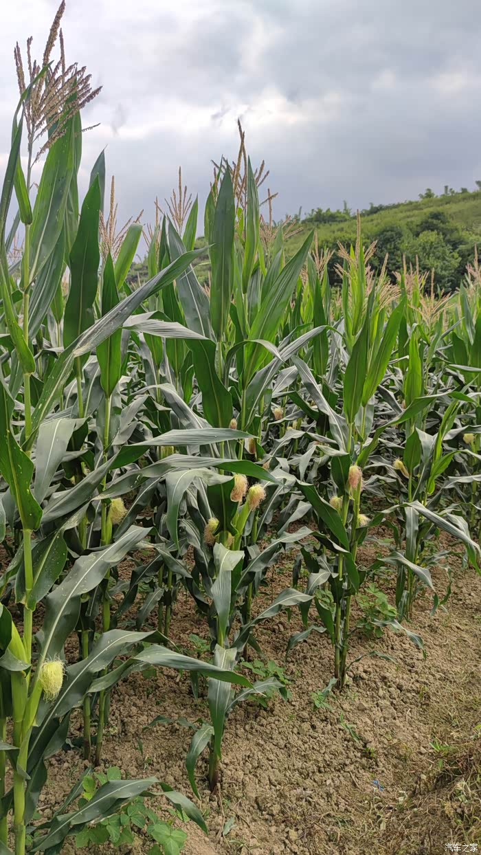途中经过一片片的玉米地,看这个样子也是快成熟了