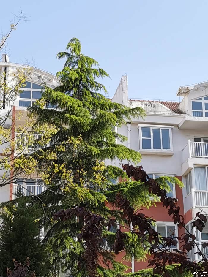 这里的环境非常适合各种松树的生长,这是我们小区的雪松,现在大概有十