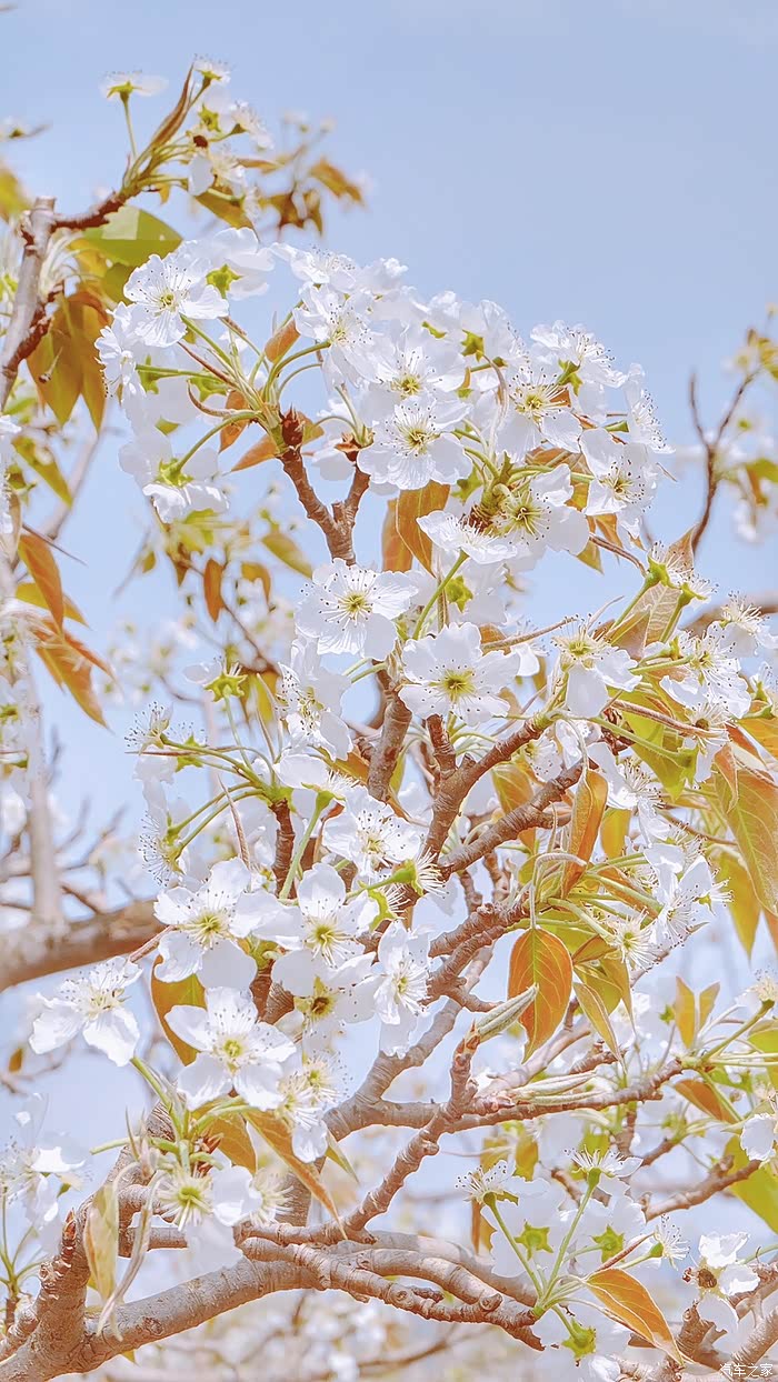 七彩云南 花香弥漫|疫情尾声时的春游踏青