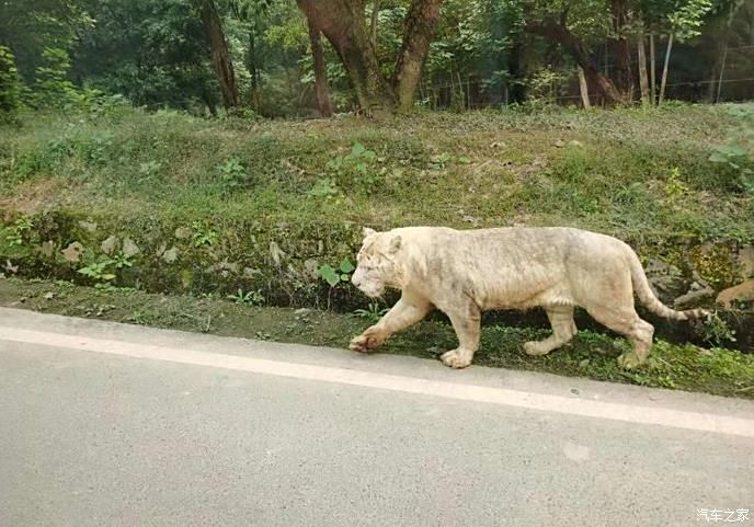 珍惜和孩子在一起有時光重慶樂和樂都野生動物園