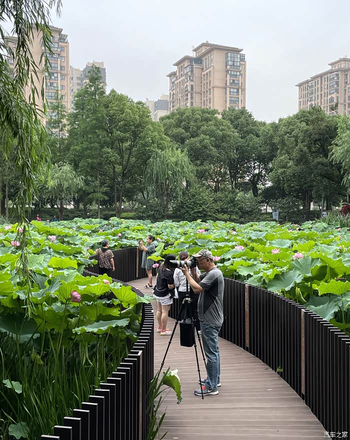 又快到荷花满园时节去嘉北郊野公园赏花啦