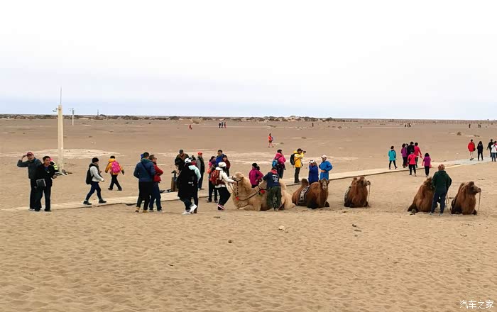 跟着老婆全国游六23.额济纳旗黑水城遗址,怪树林的震撼与思考