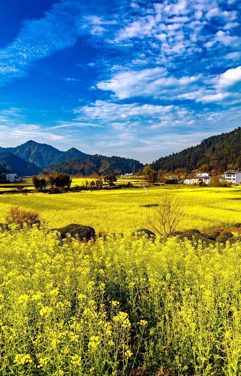 去过看婺源的油菜花,才知道春天有多美._aria fxe论坛_手机汽车之家