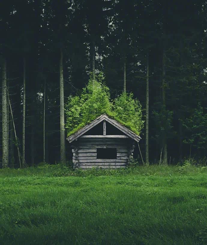 挪威的森林,与生命共呼吸