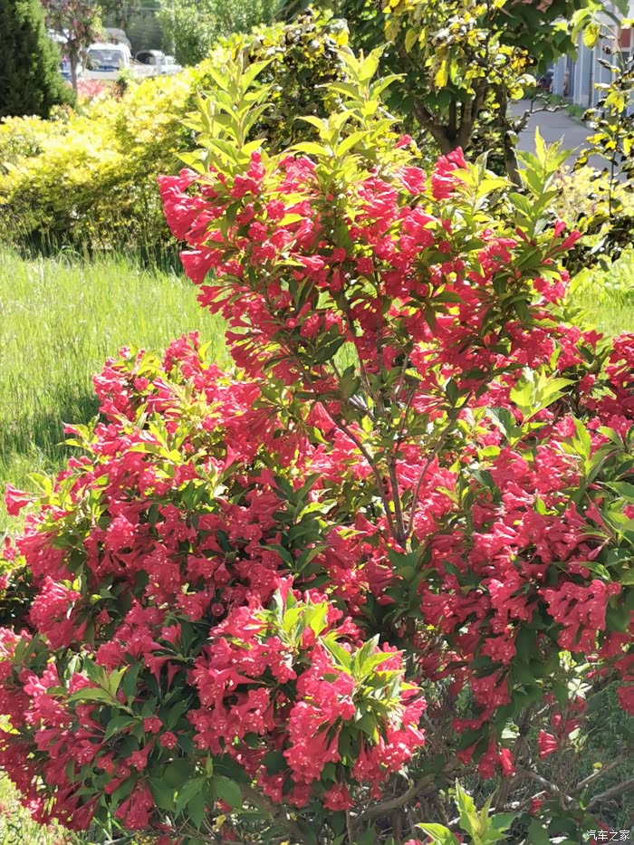 盛开的五色海棠