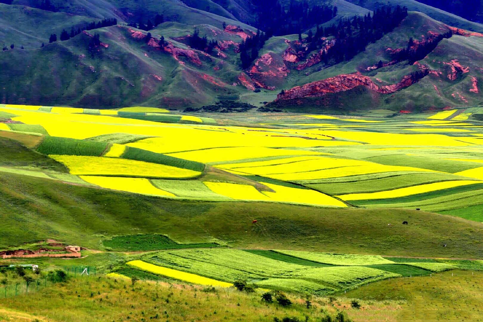 青海油菜花海青海卓尔山,每年七月油菜花开的浓艳无比