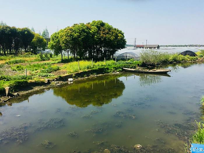 青浦澱山湖半日遊