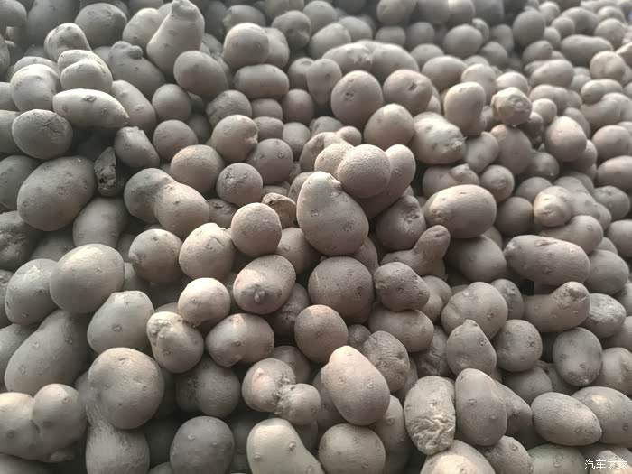 山药蛋～补肾壮阳!