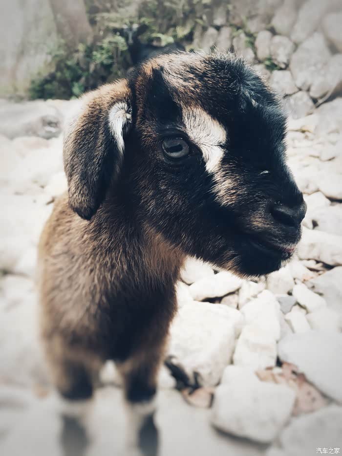 萌羊头,很乖的只山羊