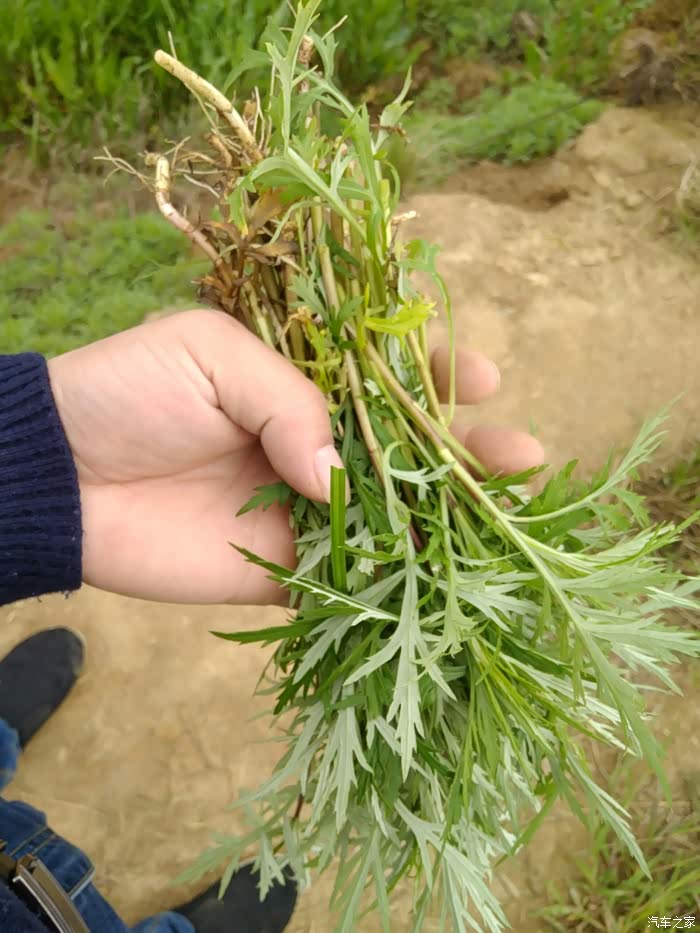 阳春三月爱在路上鄱阳湖边摘野菜