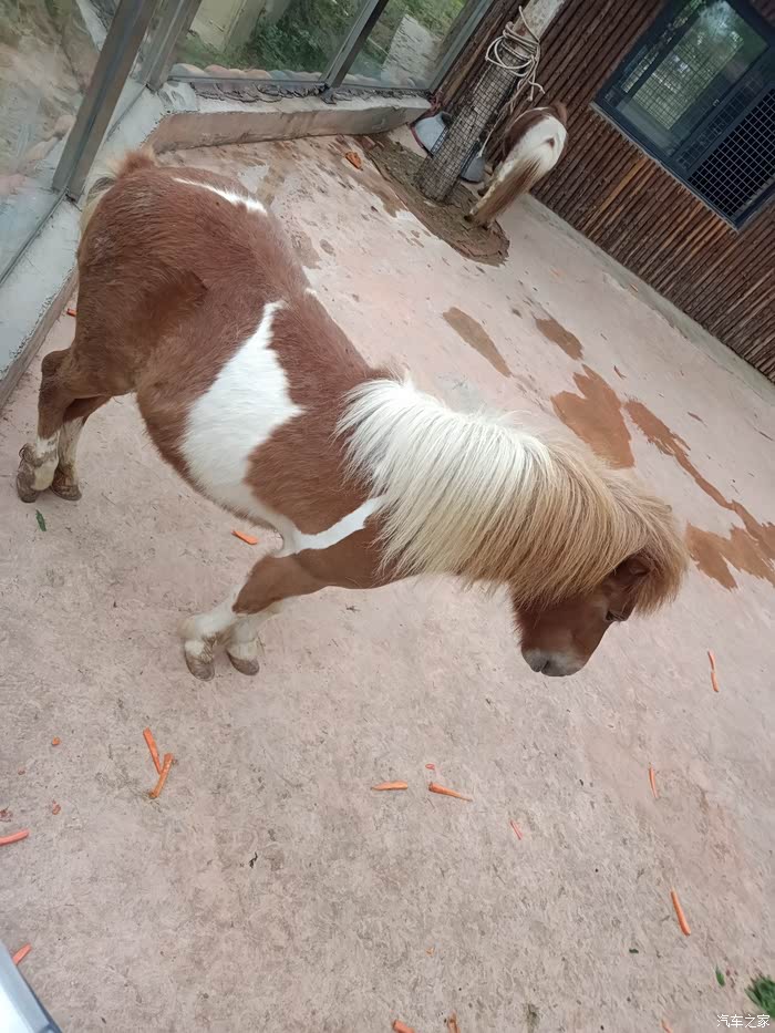 【图】丰田带我同行,亲近大自然_卡罗拉双擎e 论坛_汽车之家论坛