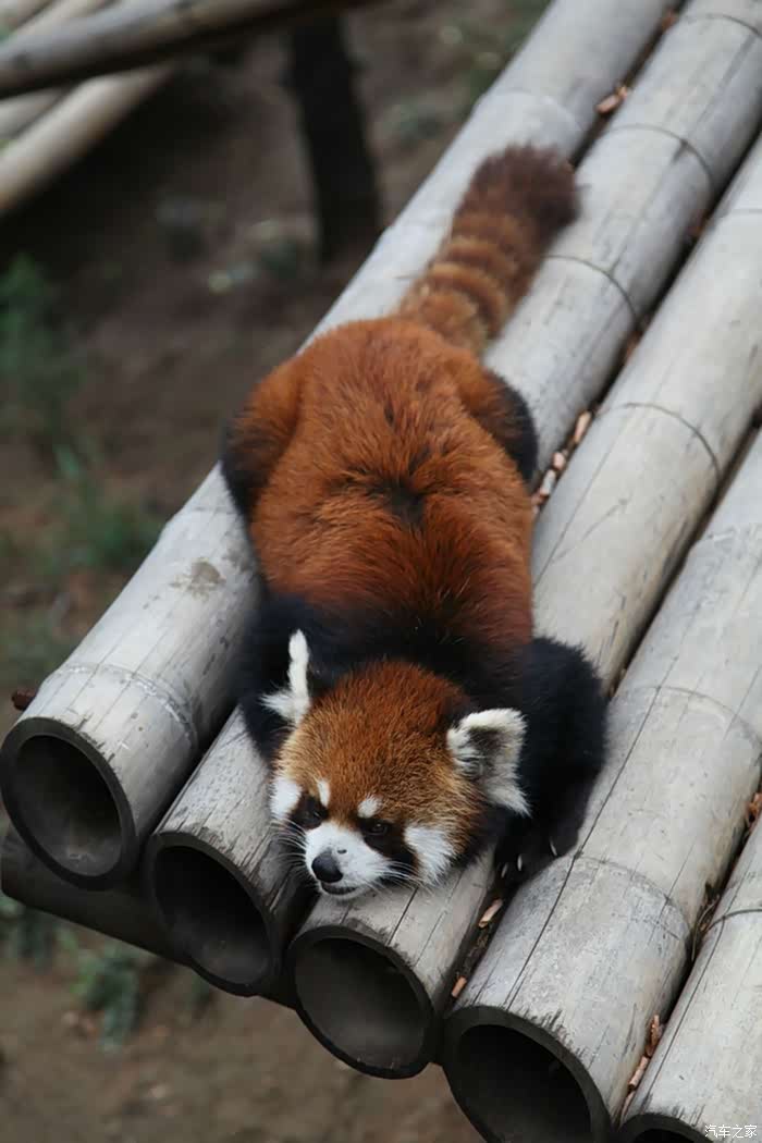 动物园里考验体能