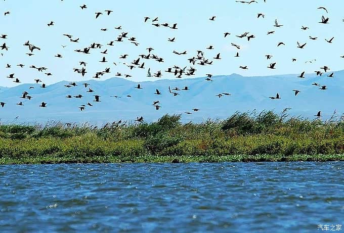 宝来自驾游——鸟岛