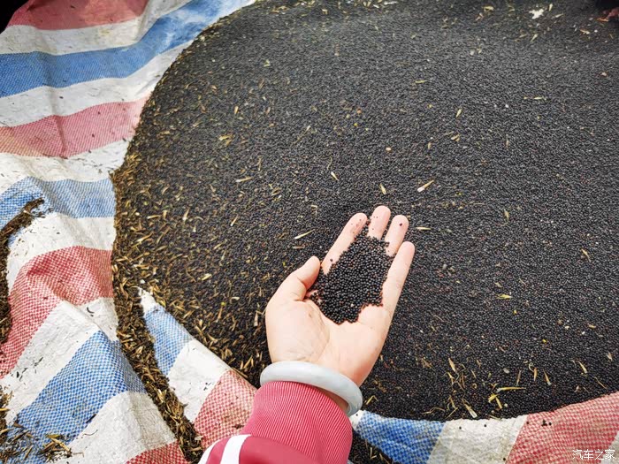 劳动最光荣驾虎8回乡收菜籽