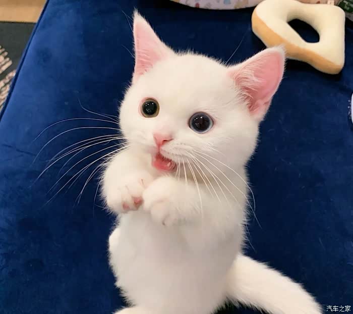 白白嫩嫩的小奶猫哇