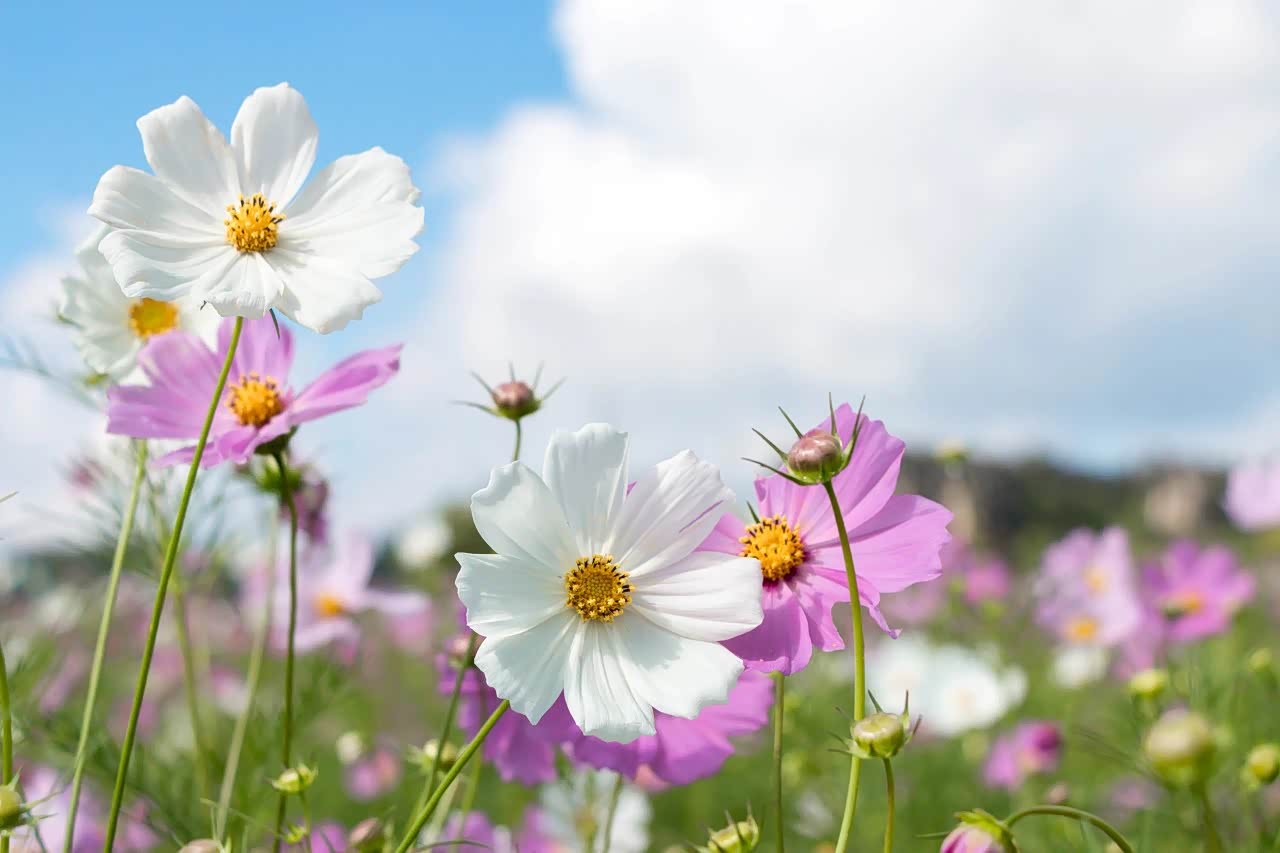 昆明的四季,都有毫不吝啬的和煦阳光