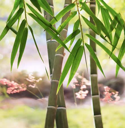 翠绿的竹子,寓意是步步高.