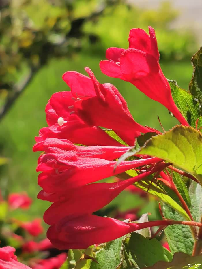 盛开的五色海棠