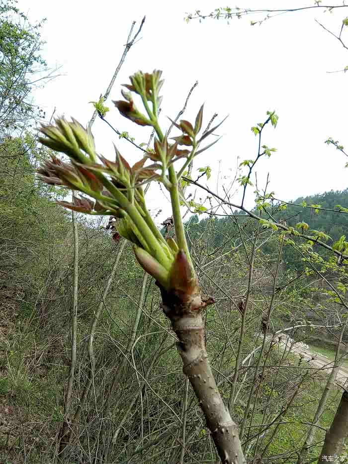 打着摘野菜的幌子骗老婆上山试小五越野性能