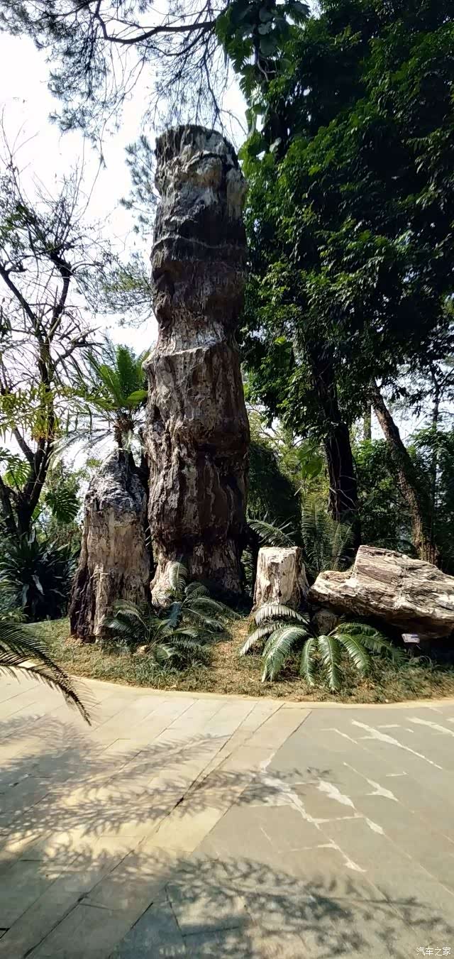 迎暖春送积分千年苏铁园