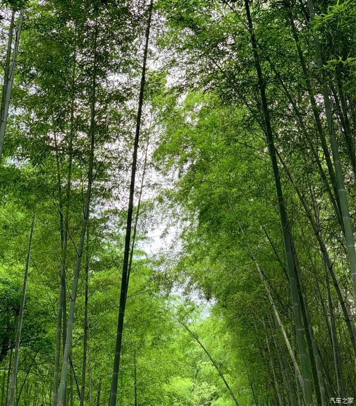 最美仙境竹林幽静竹海与第七代伊兰特伴听风沙