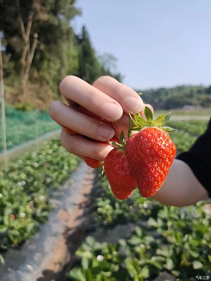 九池摘草莓走起