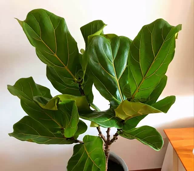 琴叶榕可是网红花叶子翠绿有纹路观赏价值高