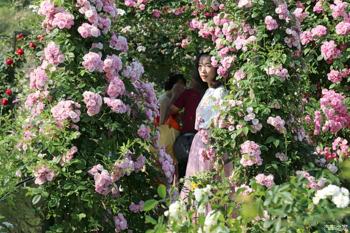 【图】【老彭】巴南洛莎玫瑰园_重庆论坛_汽车之家论坛