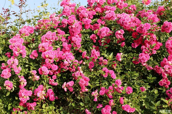 老彭巴南洛莎玫瑰园