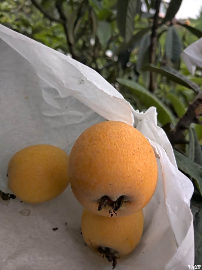 自驾游枇杷园,摘枇杷