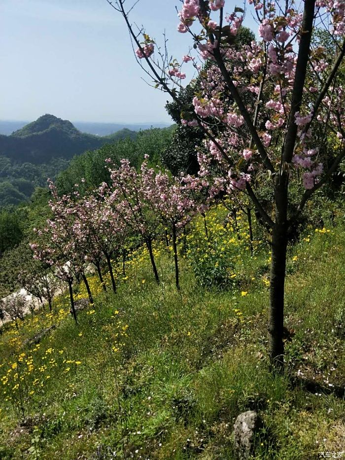 三郎鎮賞櫻花