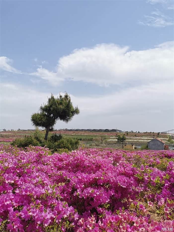 威海桥头观花海自驾游玩好去处