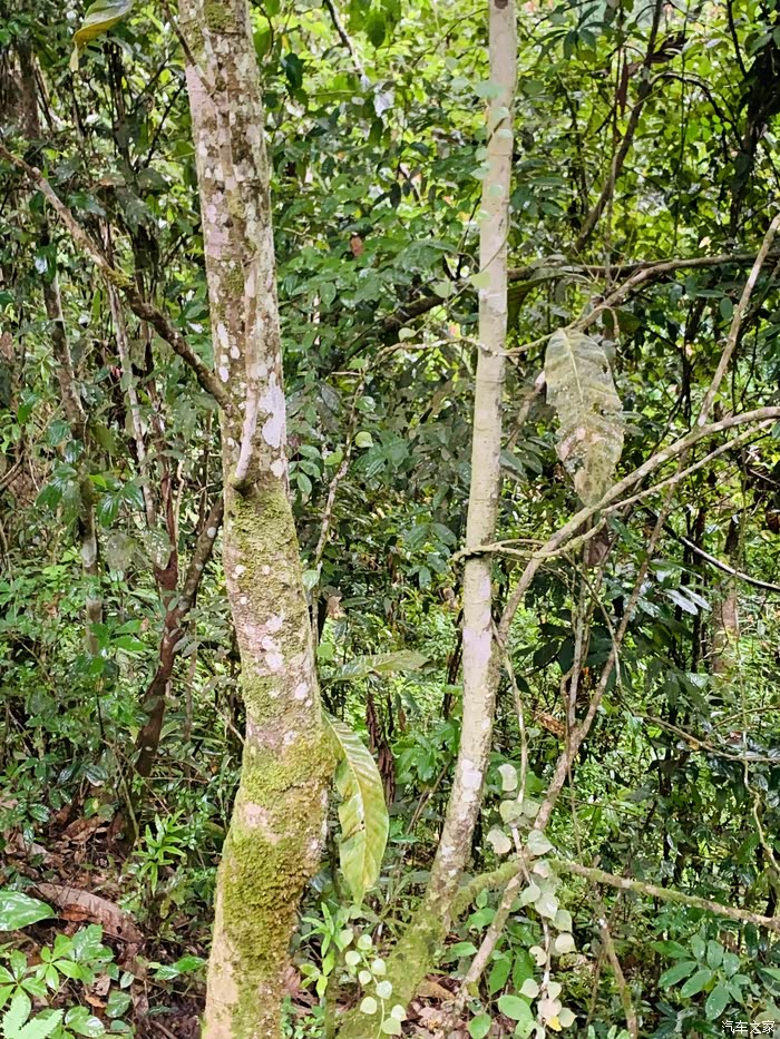 临沧行20云南省普洱市宁洱县小黑江森林公园