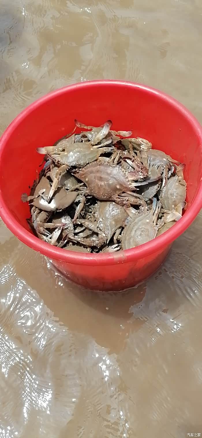 赶海怎能少了你——第五代途胜l