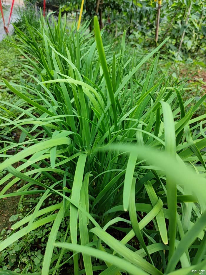 和s60农村割韭菜,为家里增添绿色蔬菜