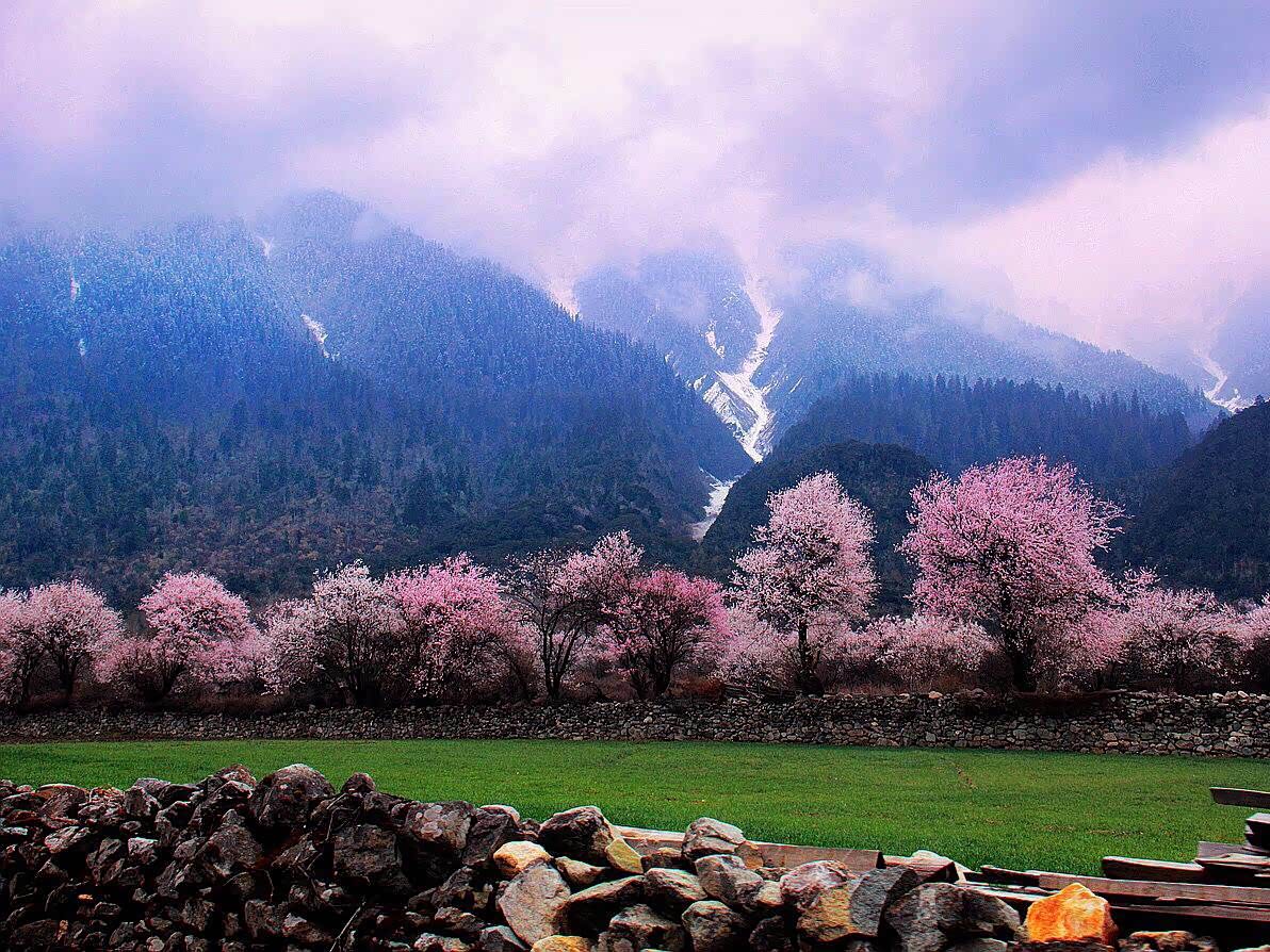 西藏林芝:给我一个春天·还你一片绝美桃林!