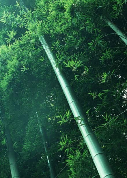 翠绿的竹子,寓意是步步高.